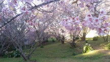 Flores de Cerejeira de Campos do Jordão - Guiacampos.com