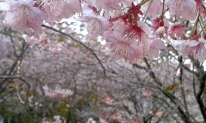 Flores de cerejeira de Campos do Jordão - Guiacampos.com