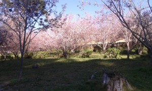 Flores de cerejeira de Campos do Jordão - Guiacampos.com