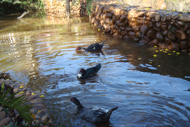 Patos nadam no laguinho do Parque da Floresta Encantada