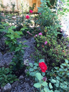 Z jd rosas