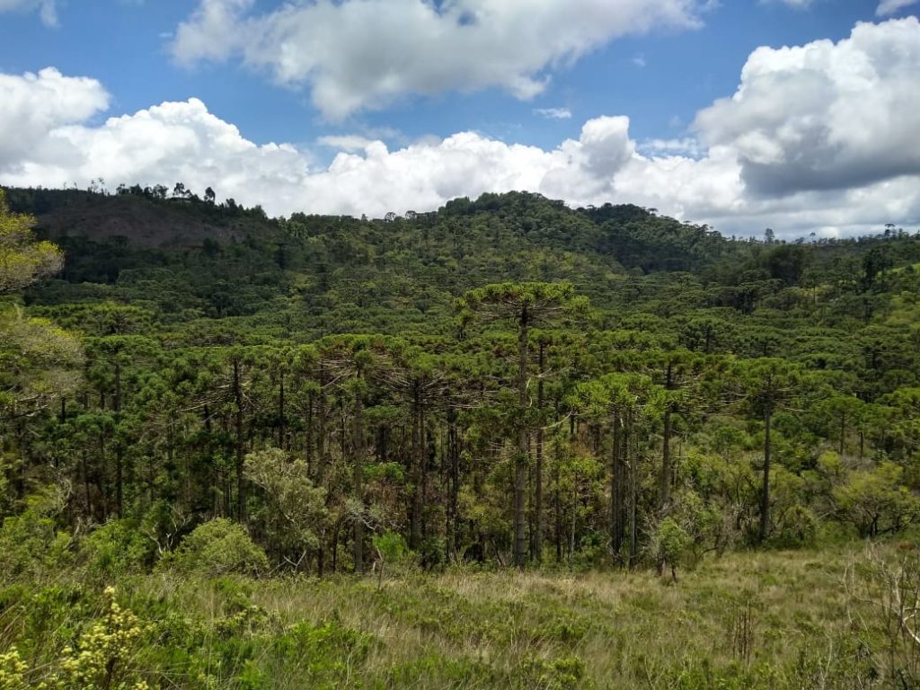 Floresta de Araucária em Campos do Jordão