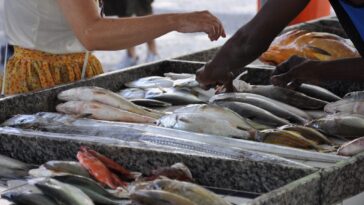 No caso da tilápia e do salmão frescos, é fundamental observar se o pescado apresenta textura firme, aspecto úmido e aparência brilhante, características que indicam boas condições de conservação.